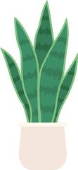 Snake Plant potted plant.House plant illustration