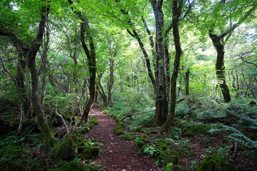 Obraz premium fine summer path through mossy rocks and old trees