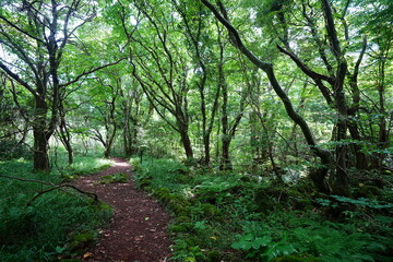 Fototapeta premium delightful summer forest and fine path