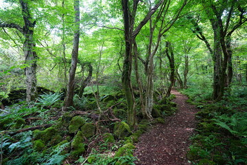 fine summer path through mossy rocks and old trees