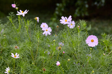 Colorful flowers Cosmos in the garden. Beautiful autumn or summer blooming plant. Family name Asteraceae or Compositae, Scientific name Cosmos Bipinnatus. Selective focus, blurred background