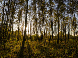 Birch grove with golden leaves in golden autumn, illuminated by the sun at sunset or dawn.