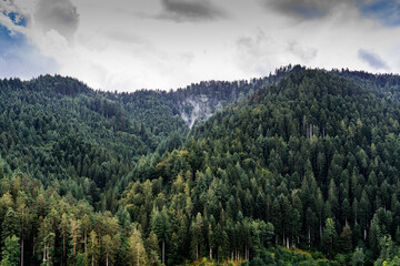 Schwartzwald forest and towns in Germany | Black Forest | Green cities | Thriving forests in healthy environment