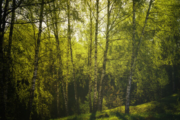 Sunset or sunrise in a spring birch forest with bright young foliage glowing in the rays of the sun and shadows. Vintage film aesthetic.
