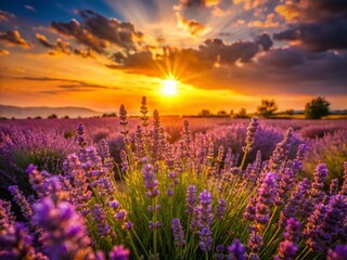 Fototapeta premium Enchanting Silhouette Photography of Lavender Fields Bathed in Golden Sunlight, Capturing the Essence of Nature's Dreamlike Beauty at Dusk