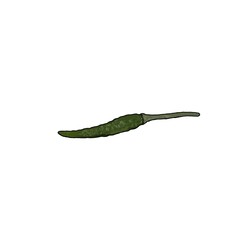 green chili pepper isolated on white