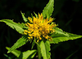 Beautiful inflorescence of the golden root. 
Rhodiola rosea in the form of tea is used to relieve fatigue, overwork, to increase efficiency and endurance.