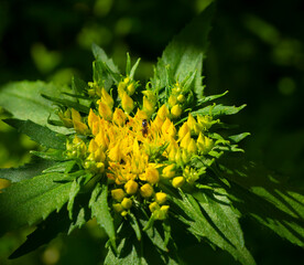 Beautiful inflorescence of the golden root. 
Rhodiola rosea in the form of tea is used to relieve fatigue, overwork, to increase efficiency and endurance.