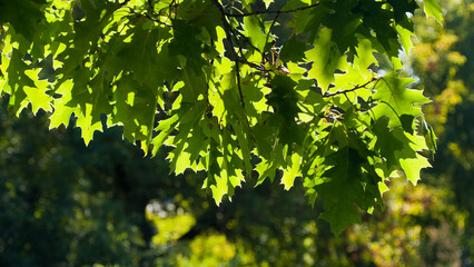 summer background, photo of tree branches with green leaves illuminated by the sun
