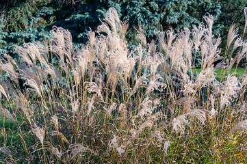 Ornamental grass Miscanthus in the botanical garden.