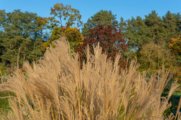 Ornamental grass Miscanthus in the botanical garden.
