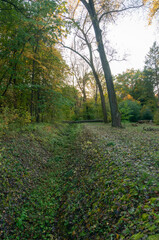 A fallen tree in an autumn park.
