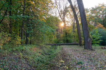 A fallen tree in an autumn park.