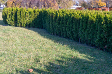 Thick green bushes lined up in a row.  juniper trees
