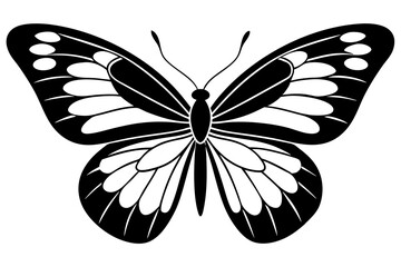 black and white butterfly