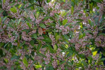 Pink blueberry ash flower - bell shape tiny flower