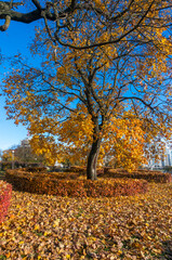 An autumn tree with colourful leaves in a park in the city.