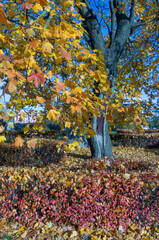 An autumn tree with colourful leaves in a park in the city.