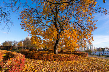 An autumn tree with colourful leaves in a park in the city.