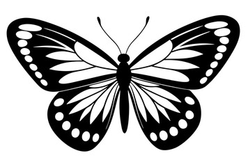 butterfly illustration