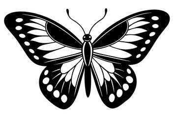 black and white butterfly