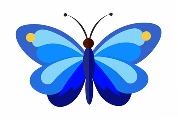 butterfly on a white background