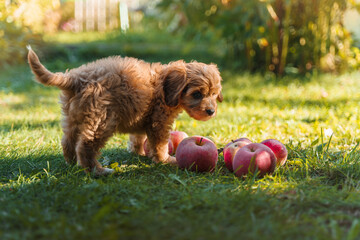 Fototapeta premium A puppy of a Cavapoo or Cockapoo breed dog in summer garden outdoor walking. Portrait of curly brown little Baby Maltipoo.