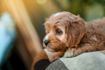 A puppy of a Cavapoo or Cockapoo breed dog in summer garden outdoor walking. Portrait of curly brown little Baby Maltipoo.