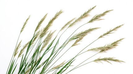 Minimalist dried grass stems on white background