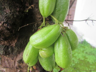 starfruit on the vine
