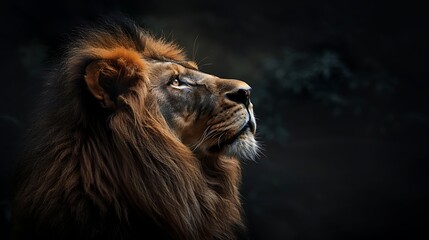 Fototapeta premium A lion with a long mane and a large, open mouth