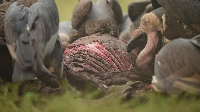 A group of vultures fiercely feeds on a decaying carcass