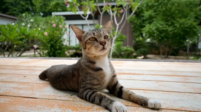 A cat laying on a wooden floor with its paws up