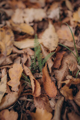 Autumn photo
