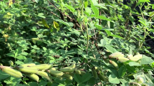 wild peas that grow among bushes and wild grass