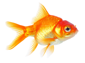 High-Quality PNG of gold fish isolated on transparent png – High Resolution