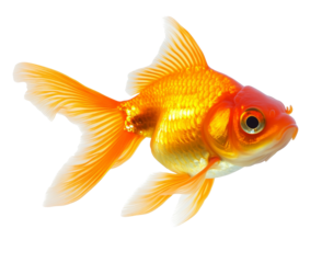 High-Quality PNG of gold fish isolated on transparent png – High Resolution