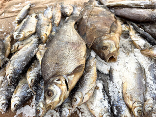 A pile of fish with some of them being dead