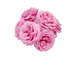 High-Quality PNG Pink rose flowers arrangement isolated on white background – High Resolution
