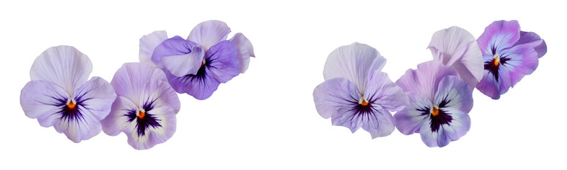 High-Quality PNG of Blue pansies on white isolated background – High Resolution