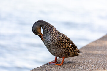 Mallard duck swimming in the water
