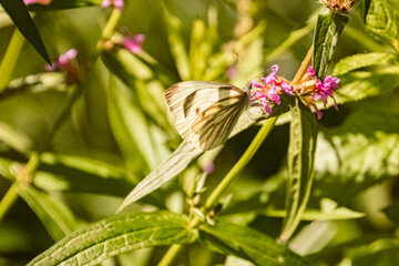 Pieris napi, green-veined white butterfly, on a sunny summer day
