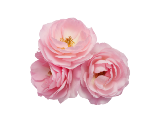 High-Quality PNG Pink rose flowers arrangement isolated on white background – High Resolution
