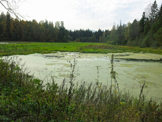 forest swamp with duckweed and grassy banks