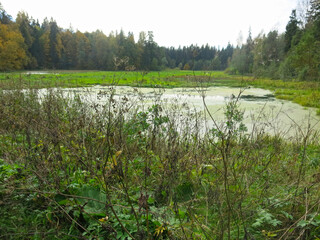 forest swamp with duckweed and grassy banks