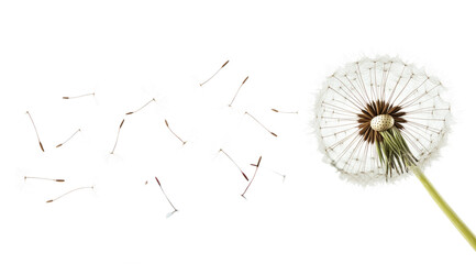 Dandelion flower seeds flying in the wind isolated on a white background