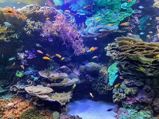 Healthy coral reef with different marine life species | Healthy ocean