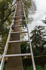 metal ladder supported by a palm tree, autumn tree pruning