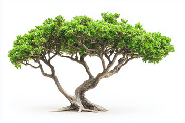 Whole mangrove tree at the beach isolated on white background, Selective focus mangrove tree at mangrove forest.