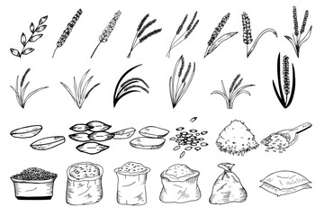 rice plant pen drawing